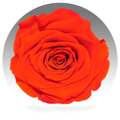 The Queens Long Lasting Roses In a Box - Image 12