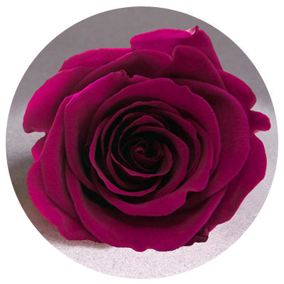 The Queens Long Lasting Roses In a Box - Image 13