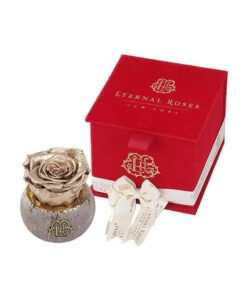 Red Velvet Gift Box in Gold