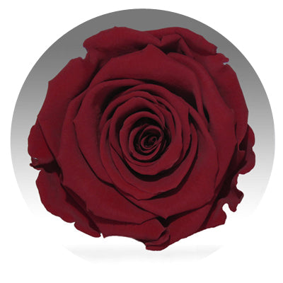 The Queens Long Lasting Roses In a Box - Image 4