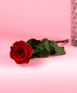 Long Stem Forever Roses