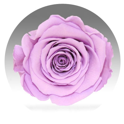 The Queens Long Lasting Roses In a Box - Image 6